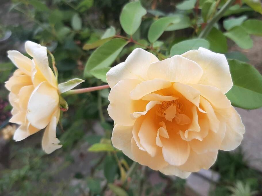 Villino La Rosa Antica Lejlighed Firenze Eksteriør billede